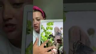 Ритмы, кляксы.. Казалось бы причем тут цветы?