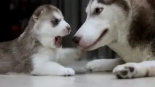 Silly Puppies # 3 - Funny Puppies Compilation 2016