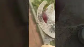 Казнь винограда часть 2
