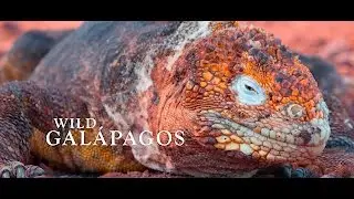 Wild Galápagos