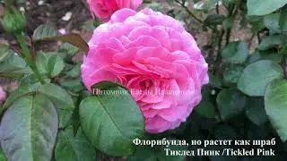 РОЗЫ Шрабы. Чайно-Гибридные. Флорибунда.  Их сходства и различия / 2 часть