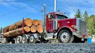 2024 Deming logging show ride through arena in best load of logs truck.