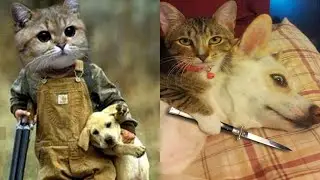 The Top 10 minutes of FUNNY ANIMALS 😂 😆 😹