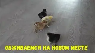 Amputee. CHICKENS.