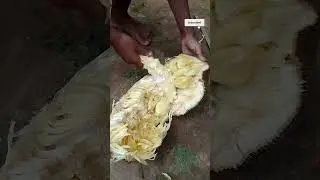 Trebrong chaatjok // any pm tv // Short video