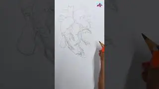 Human Heart Frontal View|