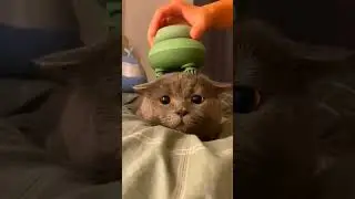 Кот отдыхает 