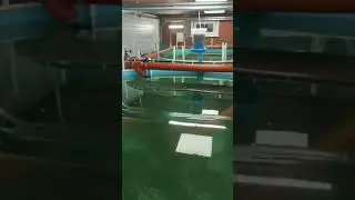 УЗВ-модуль. Бизнес в гараже по выращиванию рыбы.