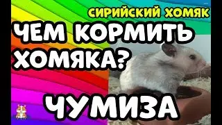 СИРИЙСКИЙ ХОМЯК.ЧЕМ КОРМИТЬ ХОМЯКА? ЧУМИЗА.
