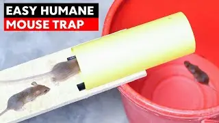 Super Easy Humane Paper Mouse Trap Bucket | DIY Rat Trap Homemade