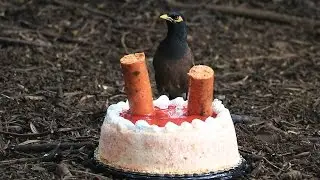 Feeding Junk to the Wild Jungle Chickens