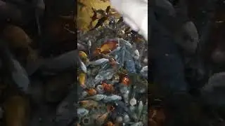Покормил рыбок, чуть самого не сожрали