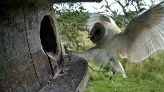 Barn Owl Vs Baby Stock Dove - It's incredible what happens!!