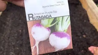 VERY VERY LATE POST Planting Collards and Rutabagas back in late August 2022 #50dollarfebruary2023
