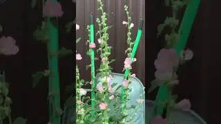 Плантация в цветах!)