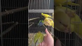 Птенцы манахи и пирруры