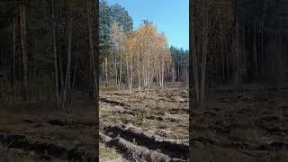 Осень.  Геннадий Карпунин.