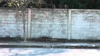 Обезьяны в городе