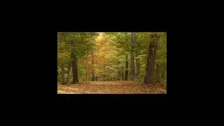 Ultimate Bliss: 1 Hour of Pure Relaxation - Unwind Your Mind and Soothe Your Soul