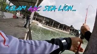 Merah kolam tengah Sea lion Abc