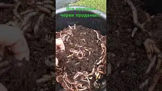 Все крупные черви проданы!!! Увеличиваю поголовье в 5 раз!!!