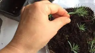 Выращивание туи из семян часть 2