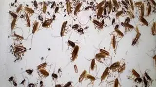 THIS IS THE MOST EFFECTIVE WAY TO GET RID OF COCKROACHES IN YOUR HOUSE COMPLETELY