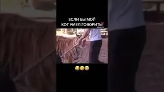Мужик ударил тигра. Мужик моет стекло и ударил тигра. Тигр матюкается. матюкливый тигр