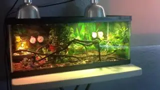 Масяня охотится на живых сверчков( ейменский хамелеон)