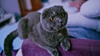 Sigma FP+Yongnou 35mm/2, 12 bit DNG, Filmconvert. Cat test 2