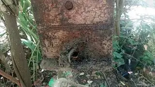STINGLESS BEE (NEW)