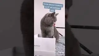 Кот говорящий рот. Когда друзья позвали на НГ на съёмную хату.