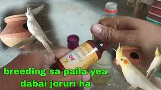 breeding sa paila dalo yea dabai, breeding ma nahi hogi kie muskil, before breeding medicine