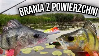 JAK ŁOWIĆ LATEM? [Z DNA czy Z POWIERZCHNI]