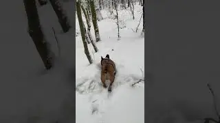 Собаки випросили прогулянку!