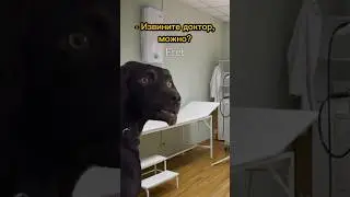 Доктор вылечил собаку😎 Пародия на @Danya_rodnoy 