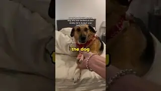 Dog starts to trust again! ❤️
