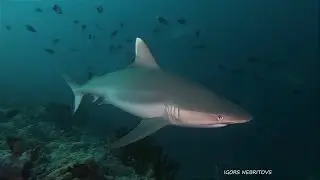 MALDIVES 2023