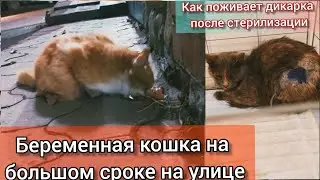 Беременная кошка на улице в холод😢