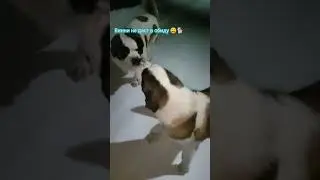 Винни в обиду не даст 🐕😄👍. 