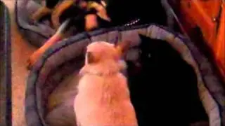 Chihuahua meets cat