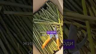 ЗАБОР ИЗ ИВЫ