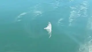 Even in the middle of the ocean, don’t let that photo op get away!