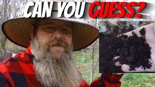 What I Give my PIGS and CHICKENS to Make AMAZING Compost!
