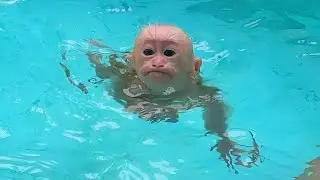What will baby monkey Lulu do with her first swimming lesson in the pool?