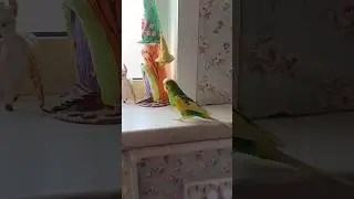 Попугайчик и окошко