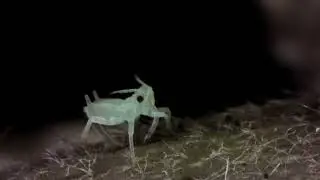 MicroVideo Zarza Organismos Vivos