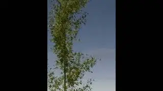 Bamboo in wind 