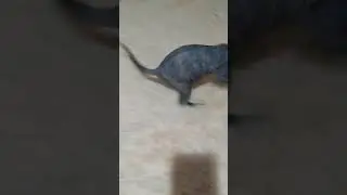 донской сфинкс Шанель