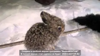 Forest rabbits live in the house for a week.